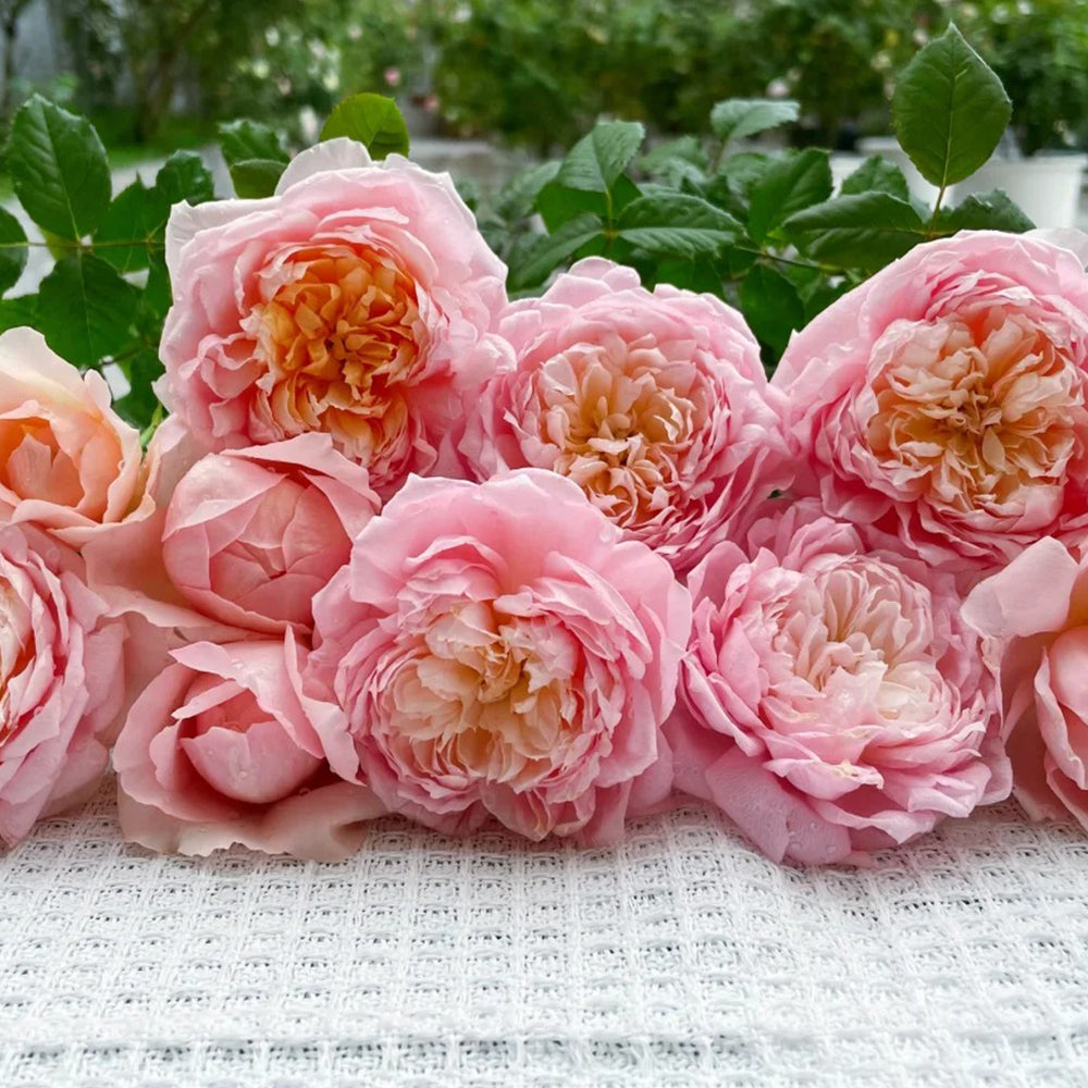 Peach Tint Chinese Florist Shrub Rose