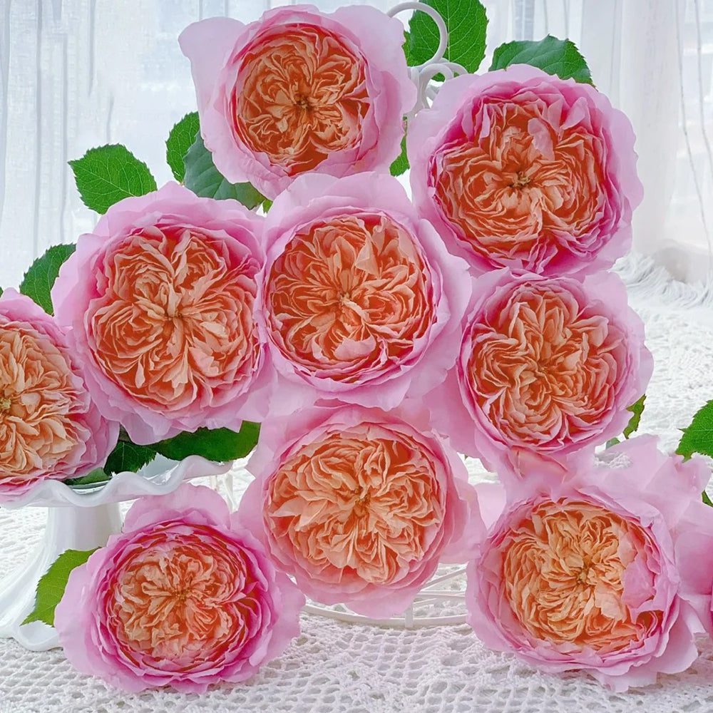 Peach Tint Chinese Florist Shrub Rose