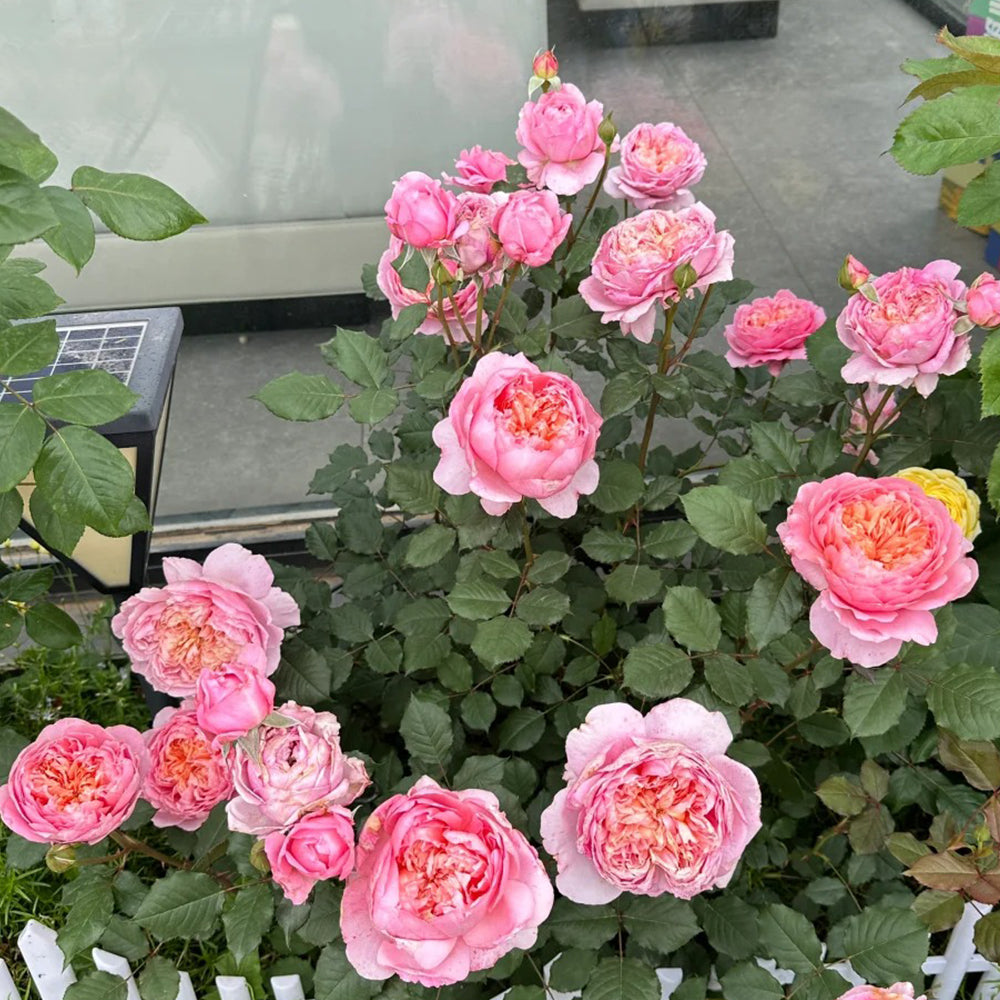 Peach Tint Chinese Florist Shrub Rose