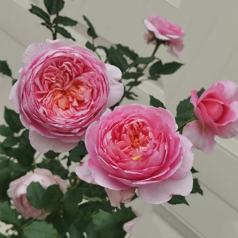 Peach Tint Chinese Florist Shrub Rose