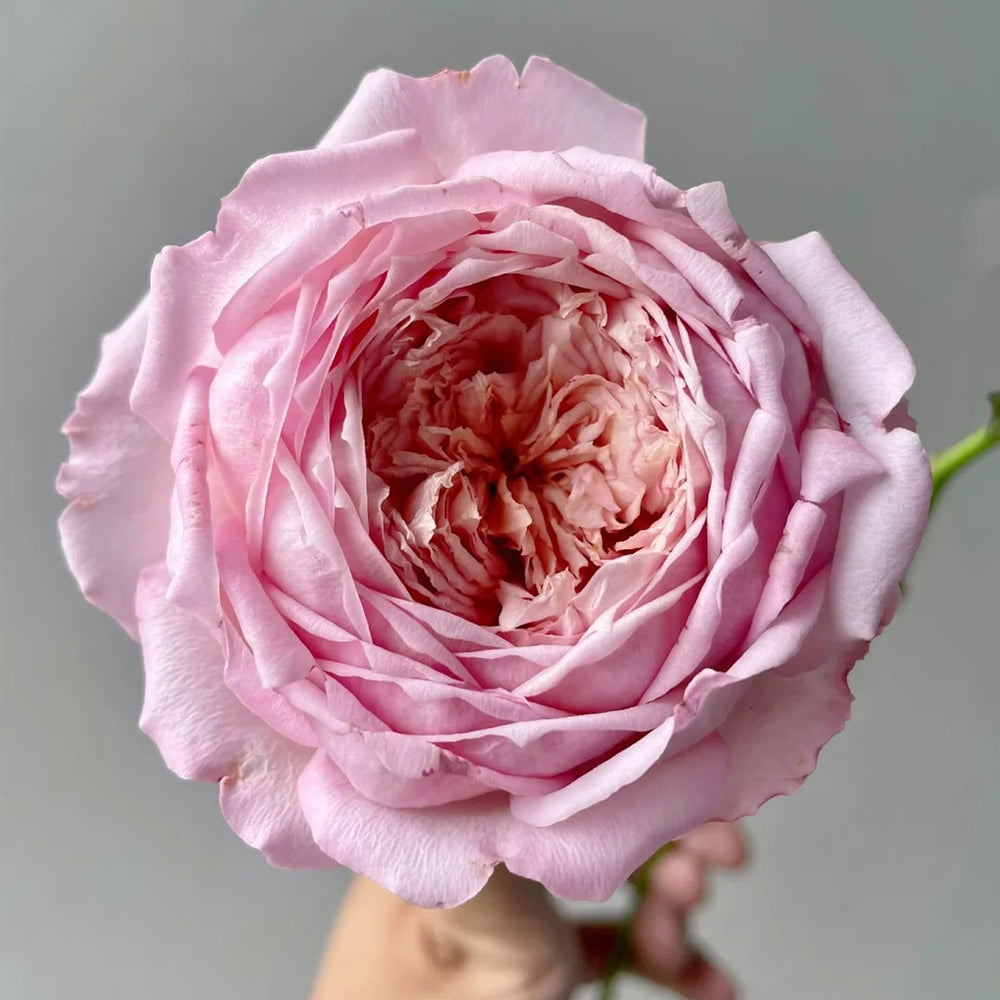 Peach Tint Chinese Florist Shrub Rose