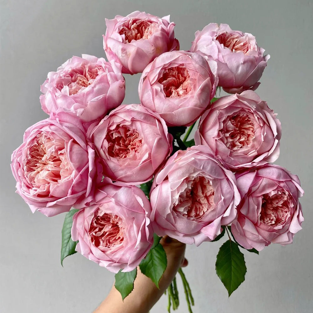 Peach Tint Chinese Florist Shrub Rose