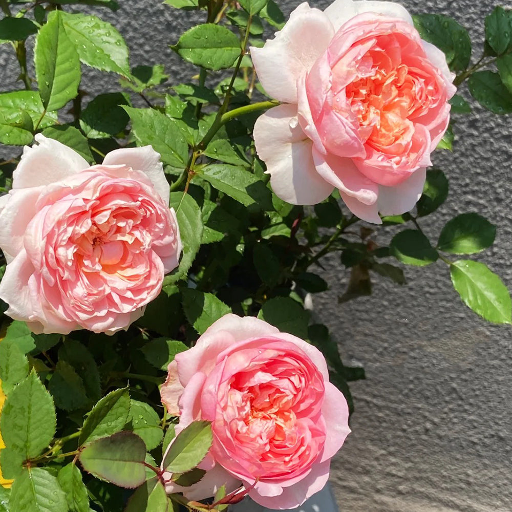 Peach Tint Chinese Florist Shrub Rose