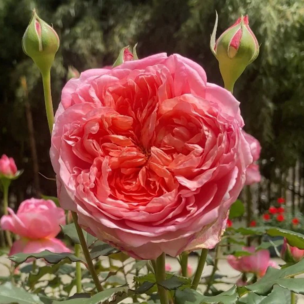 Peach Tint Chinese Florist Shrub Rose