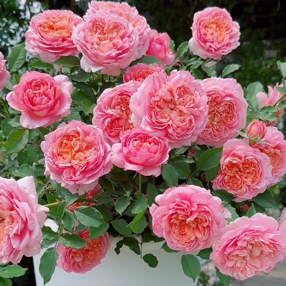 Peach Tint Chinese Florist Shrub Rose