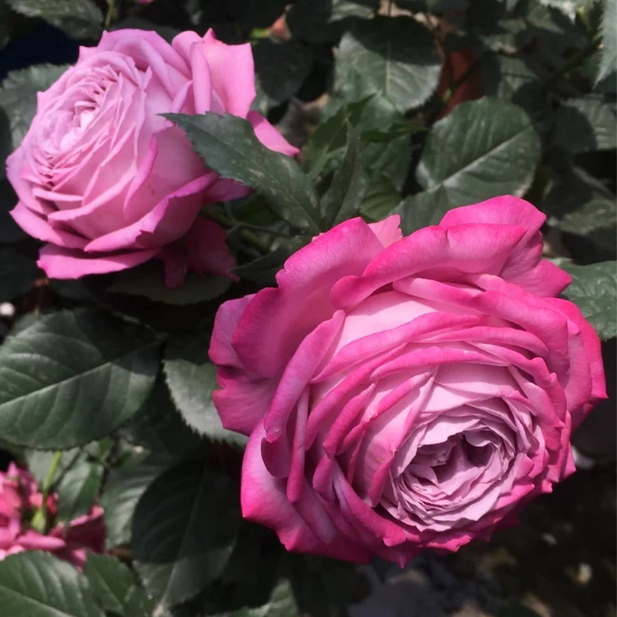 Perfume Purple Japanese Florist Shrub Rose