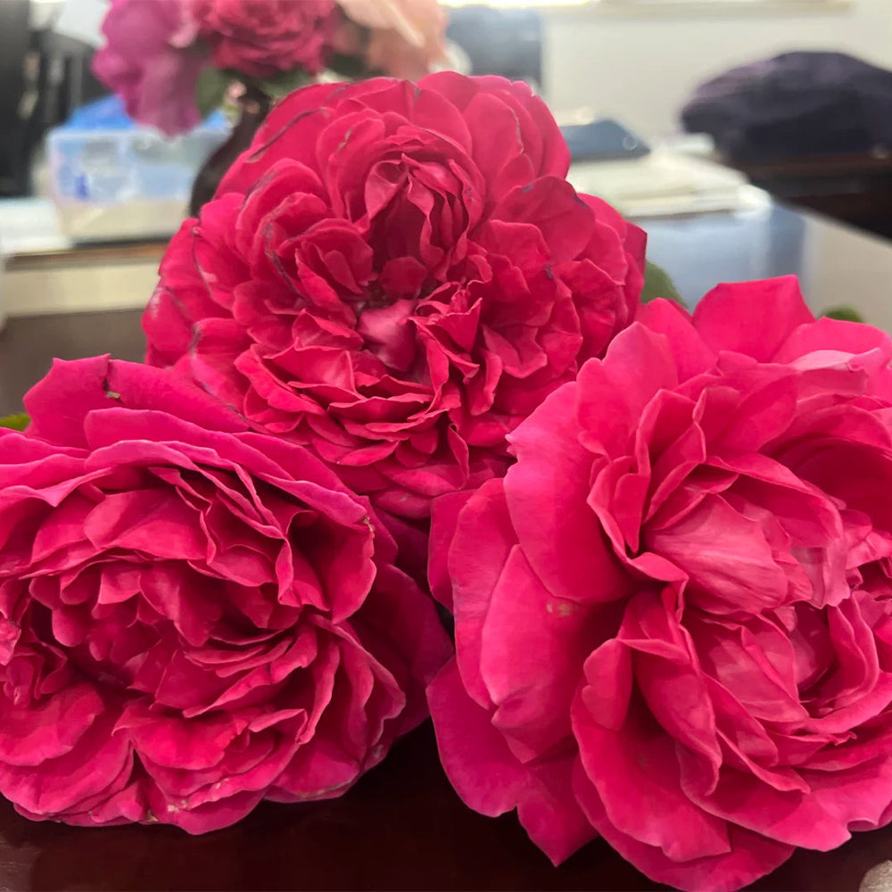 Phoenix Towa Japanese Florist Shrub Rose