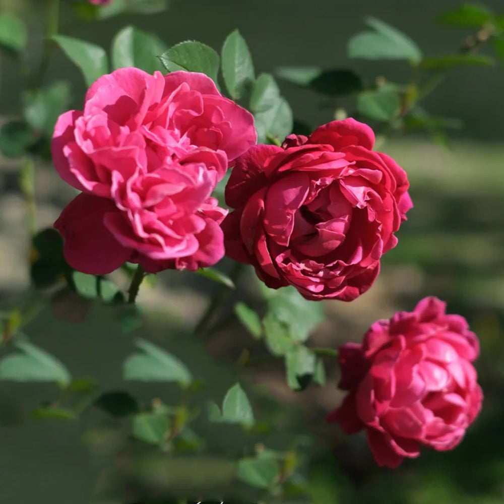 Phoenix Towa Japanese Florist Shrub Rose