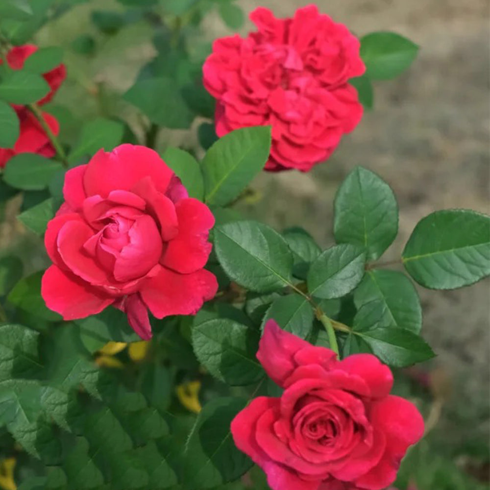 Phoenix Towa Japanese Florist Shrub Rose