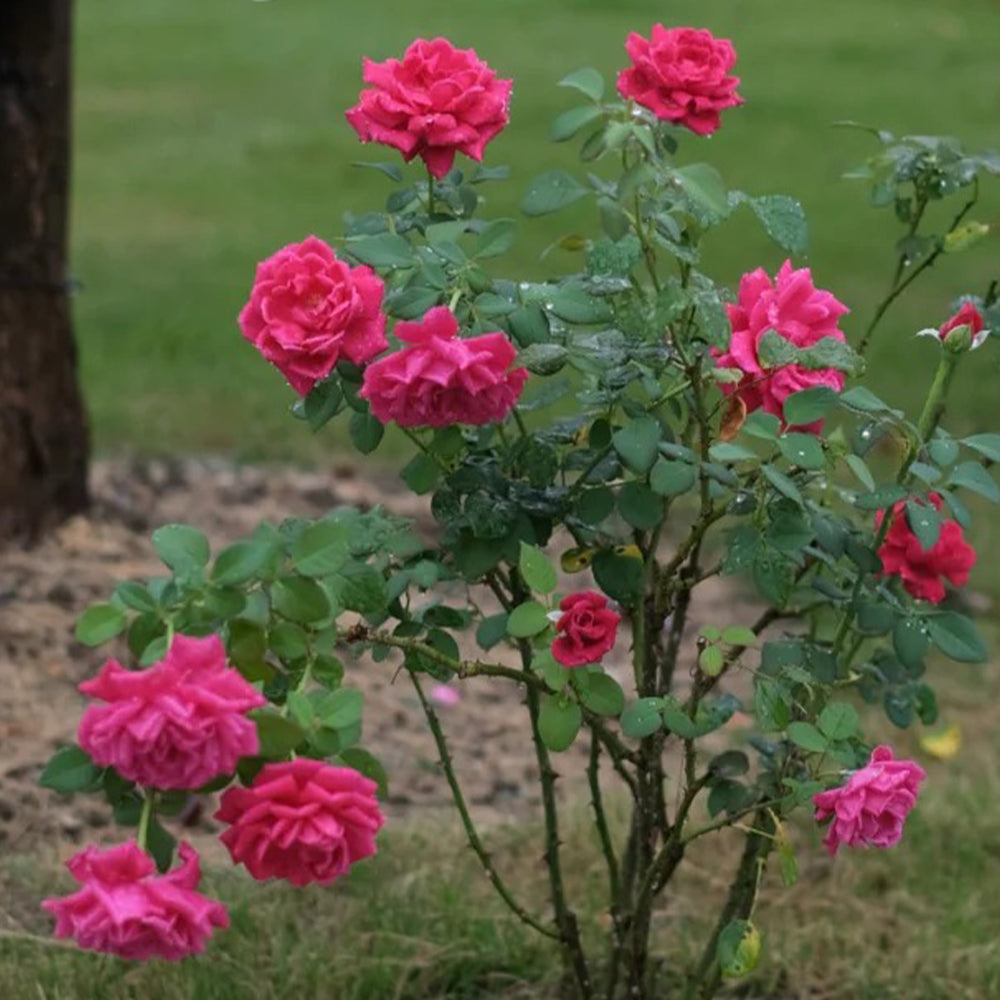 Phoenix Towa Japanese Florist Shrub Rose