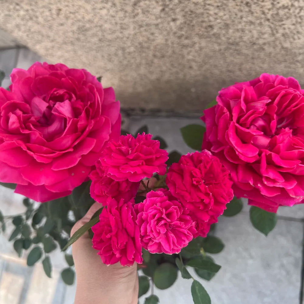 Phoenix Towa Japanese Florist Shrub Rose