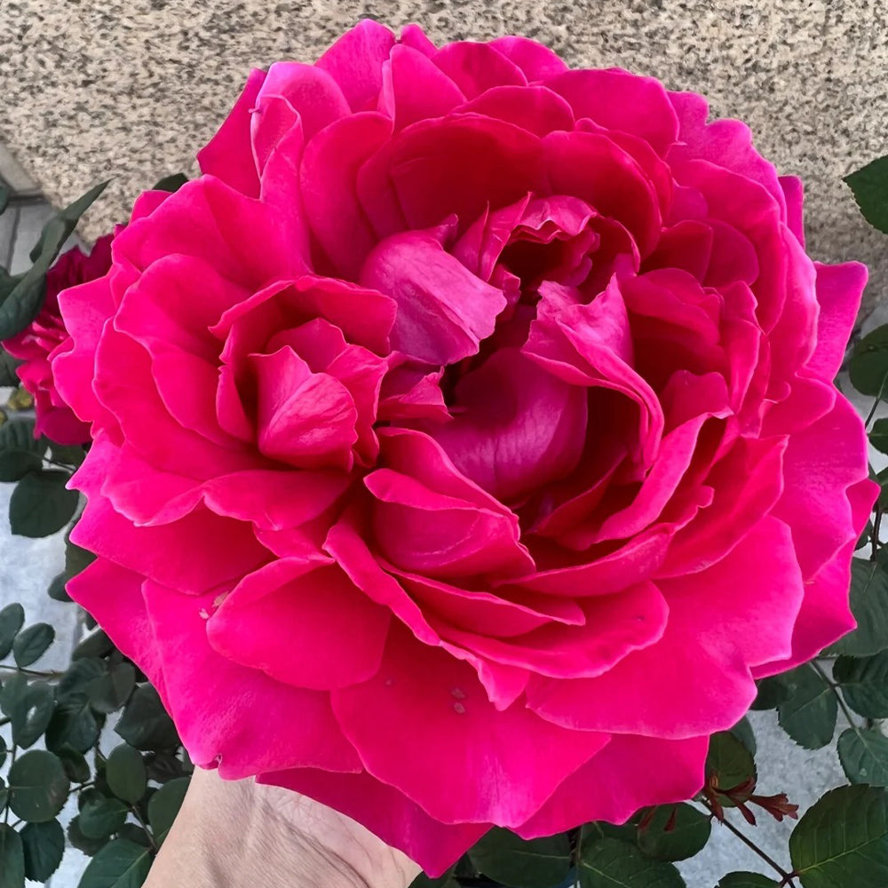 Phoenix Towa Japanese Florist Shrub Rose