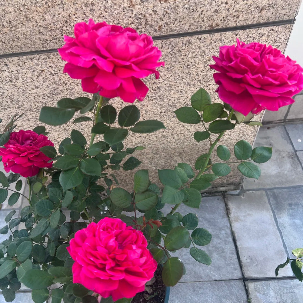 Phoenix Towa Japanese Florist Shrub Rose