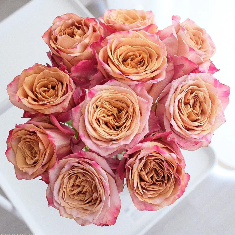 Pimms Netherlands Hybrid Tea Rose Bush For Sale – Highgarden Roses