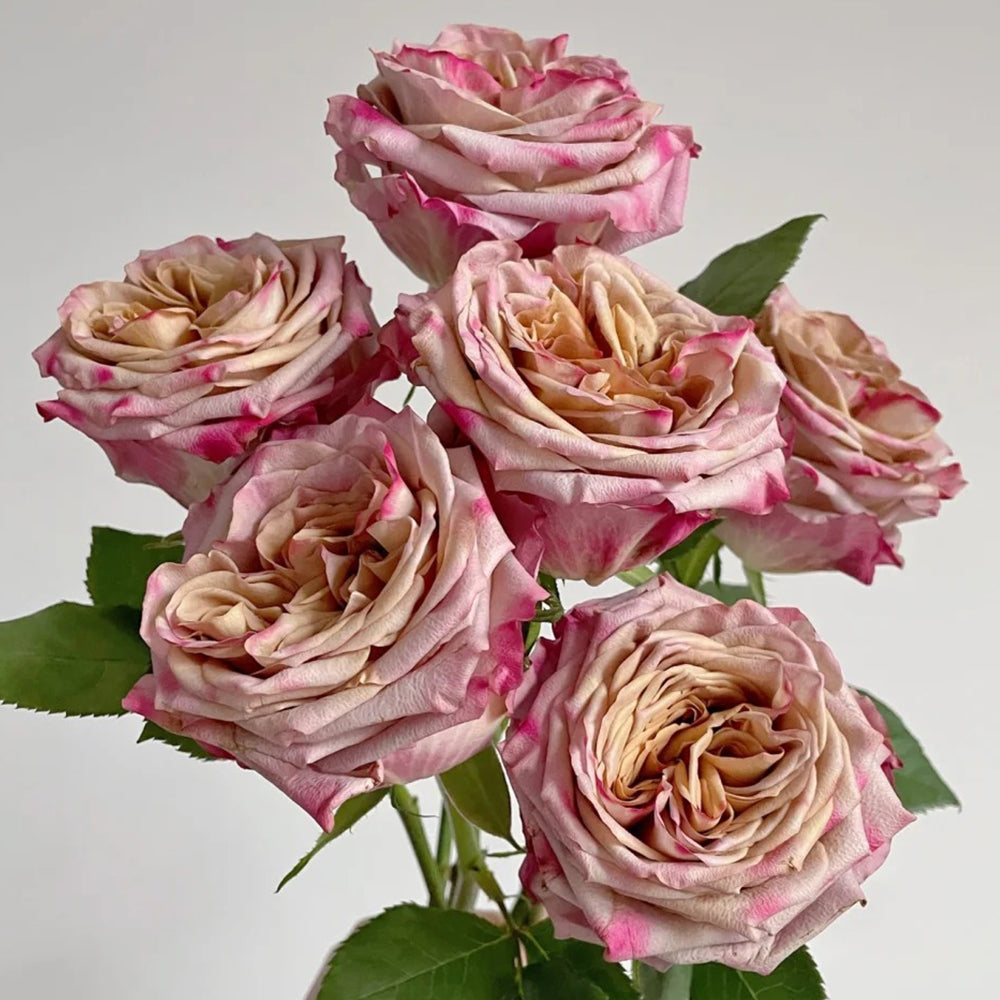 Dutch Florist Hybrid Tea Rose Inspired by Pimms