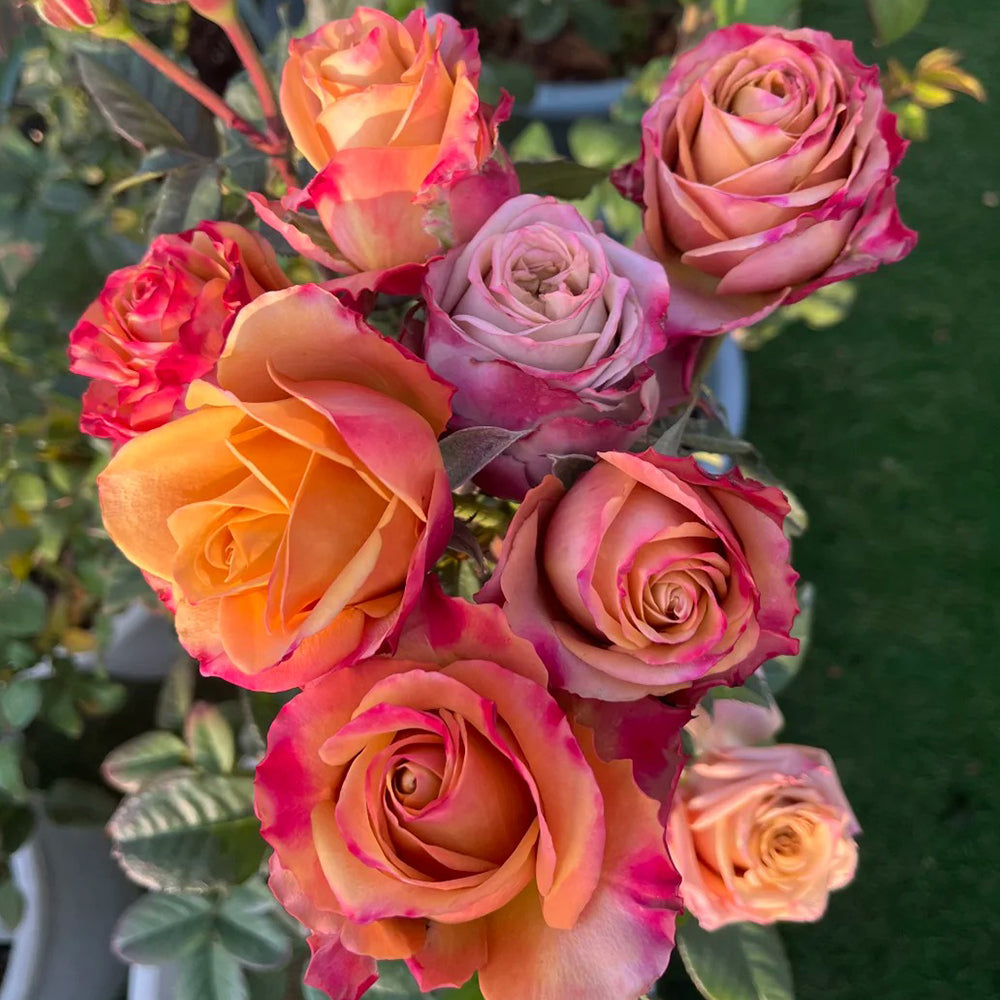 Dutch Florist Hybrid Tea Rose Inspired by Pimms