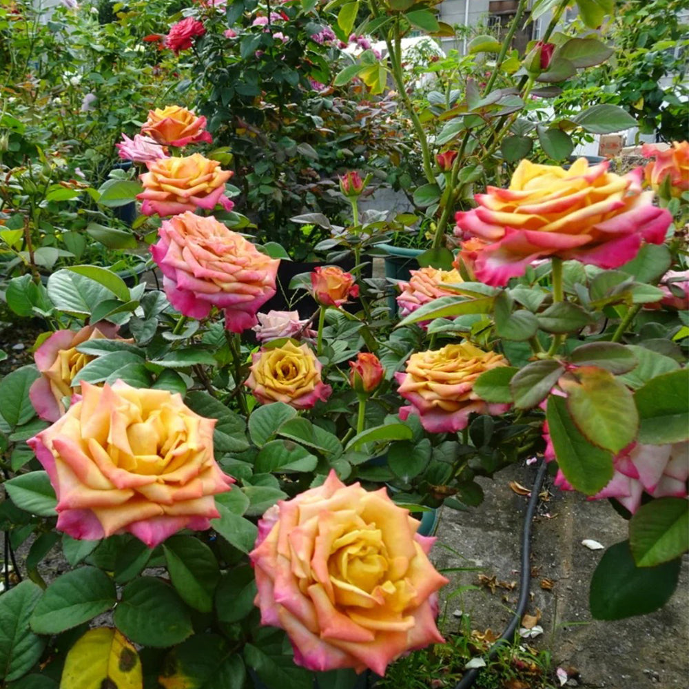 Dutch Florist Hybrid Tea Rose Inspired by Pimms