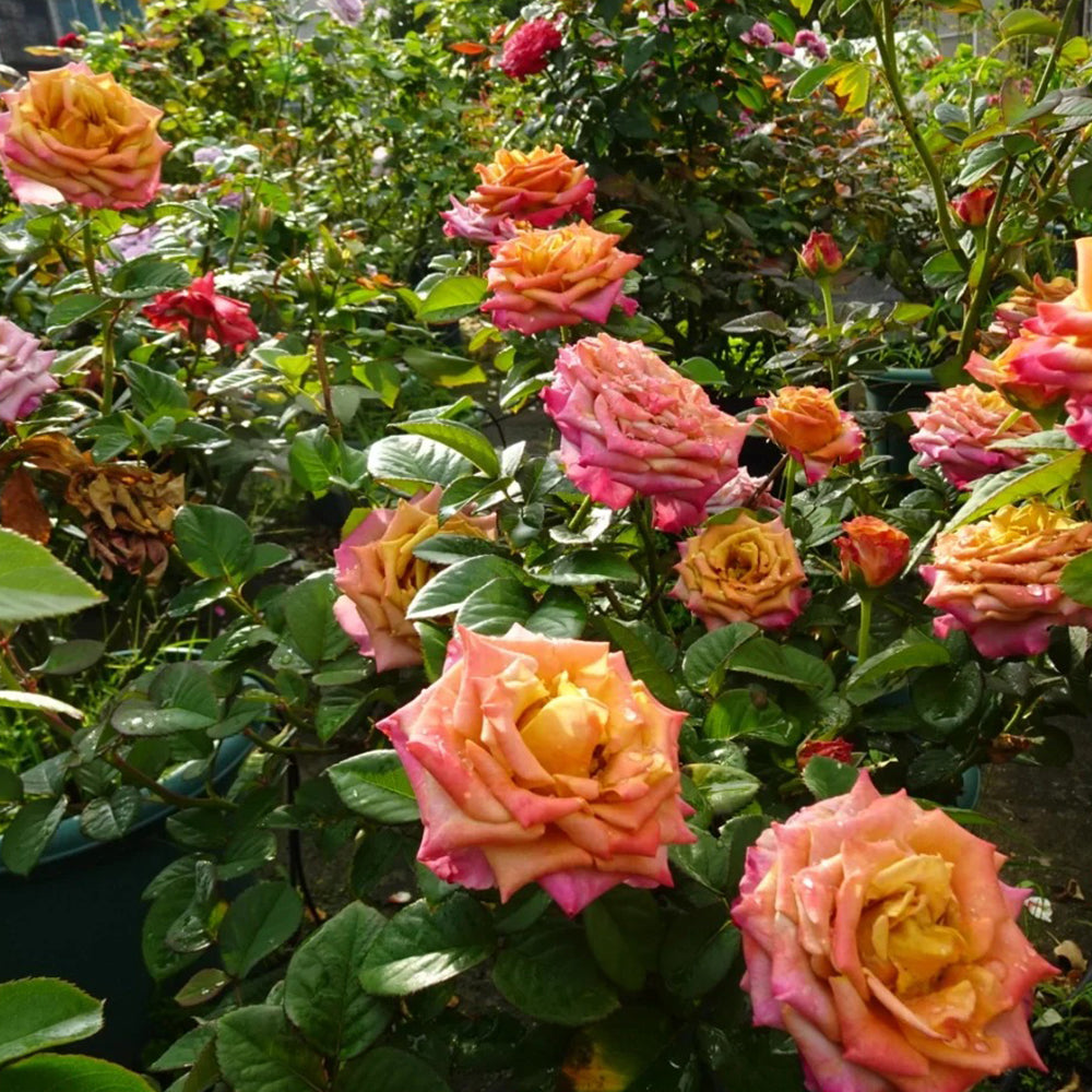 Dutch Florist Hybrid Tea Rose Inspired by Pimms