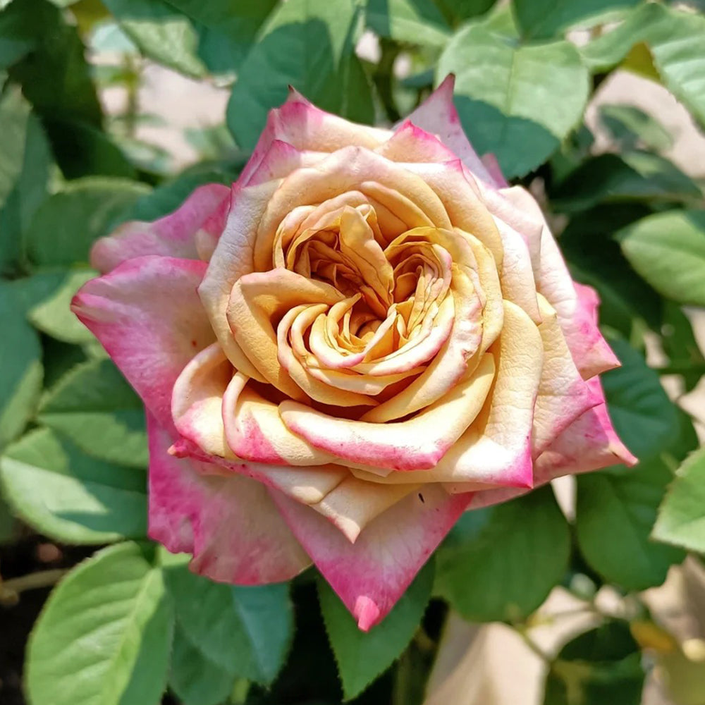 Dutch Florist Hybrid Tea Rose Inspired by Pimms