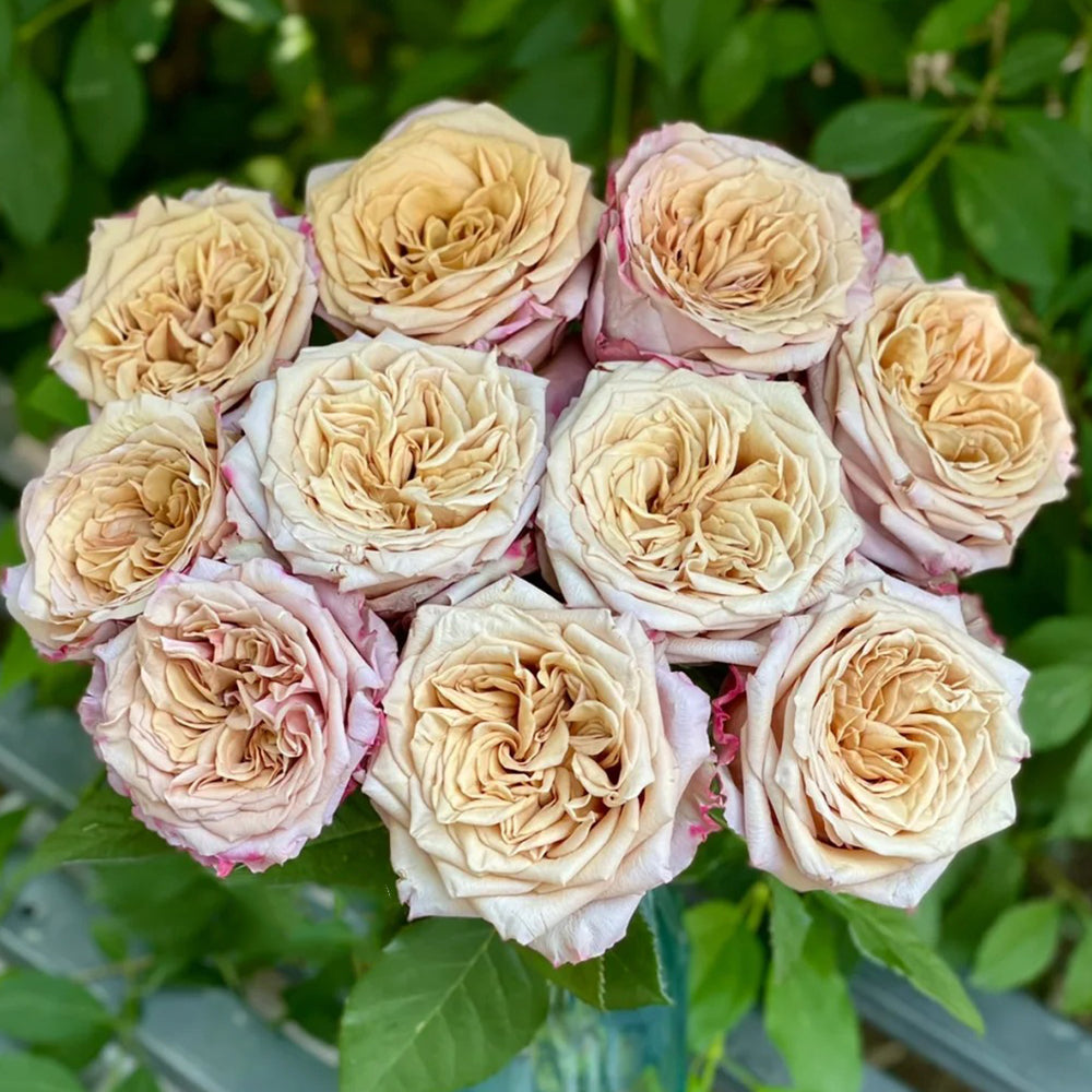 Dutch Florist Hybrid Tea Rose Inspired by Pimms