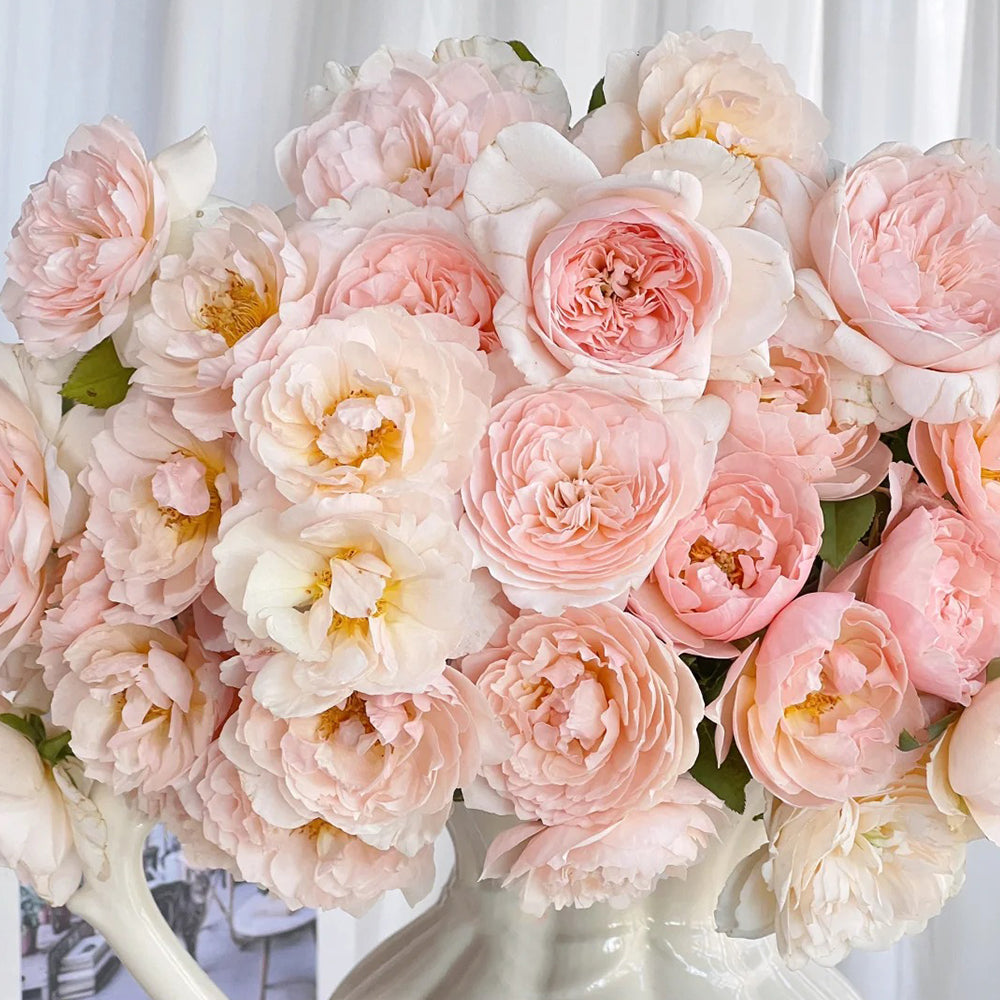 Pink Allure Chinese Florist Shrub Rose