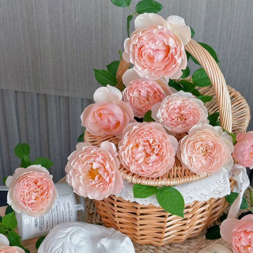 Pink Allure Chinese Florist Shrub Rose