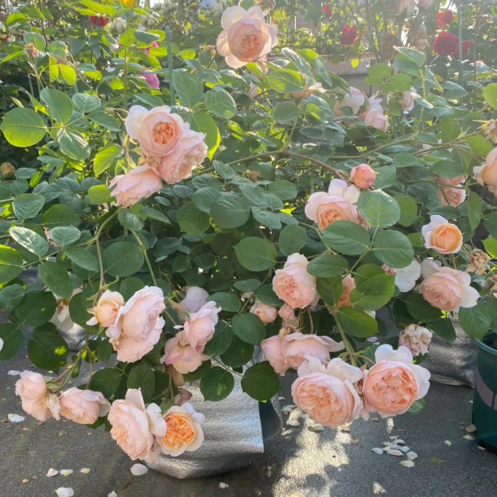 Pink Allure Chinese Florist Shrub Rose