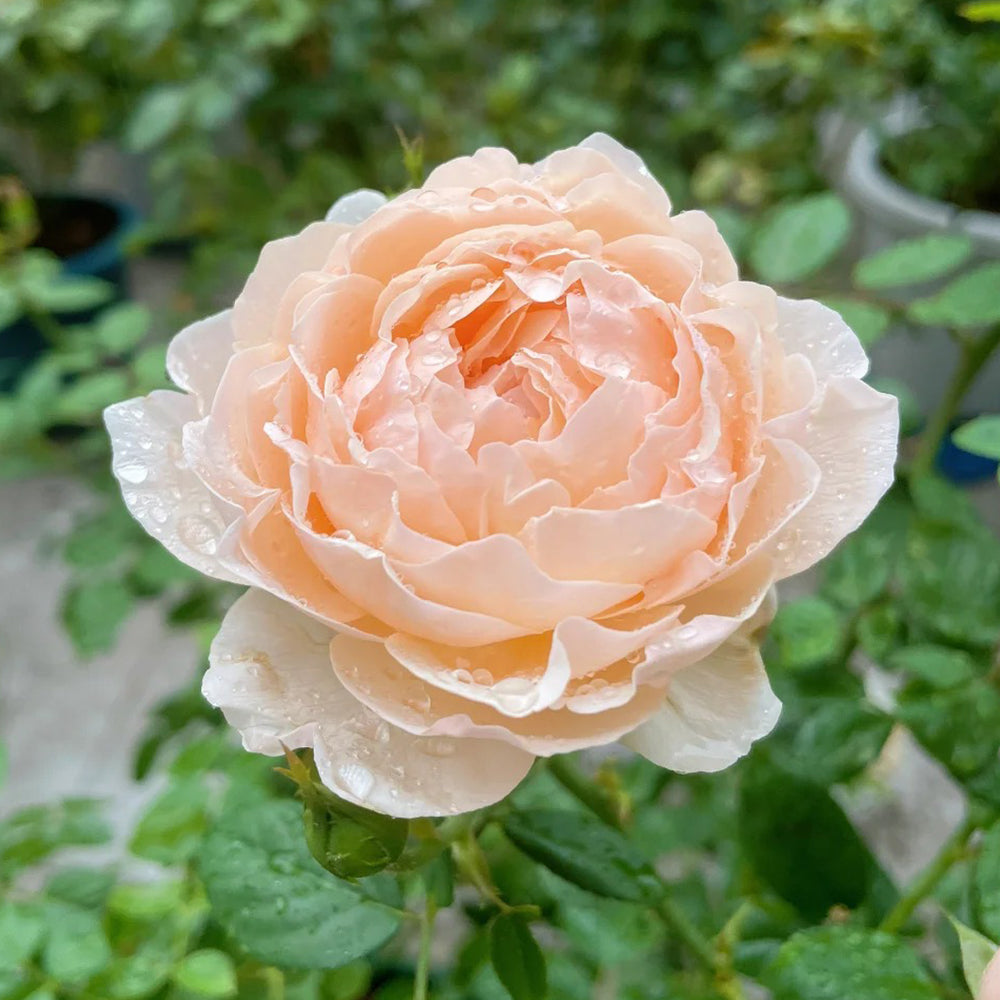 Pink Allure Chinese Florist Shrub Rose