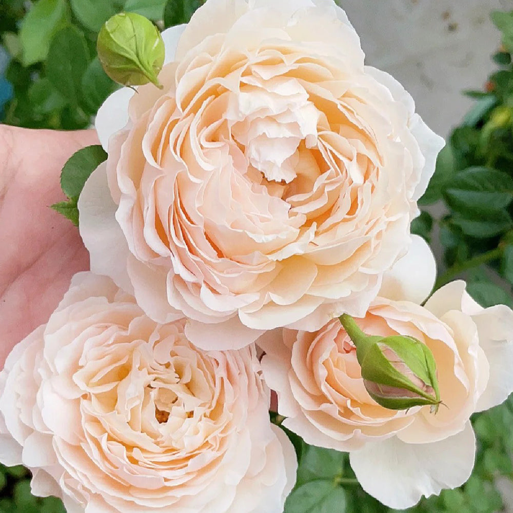 Pink Allure Chinese Florist Shrub Rose