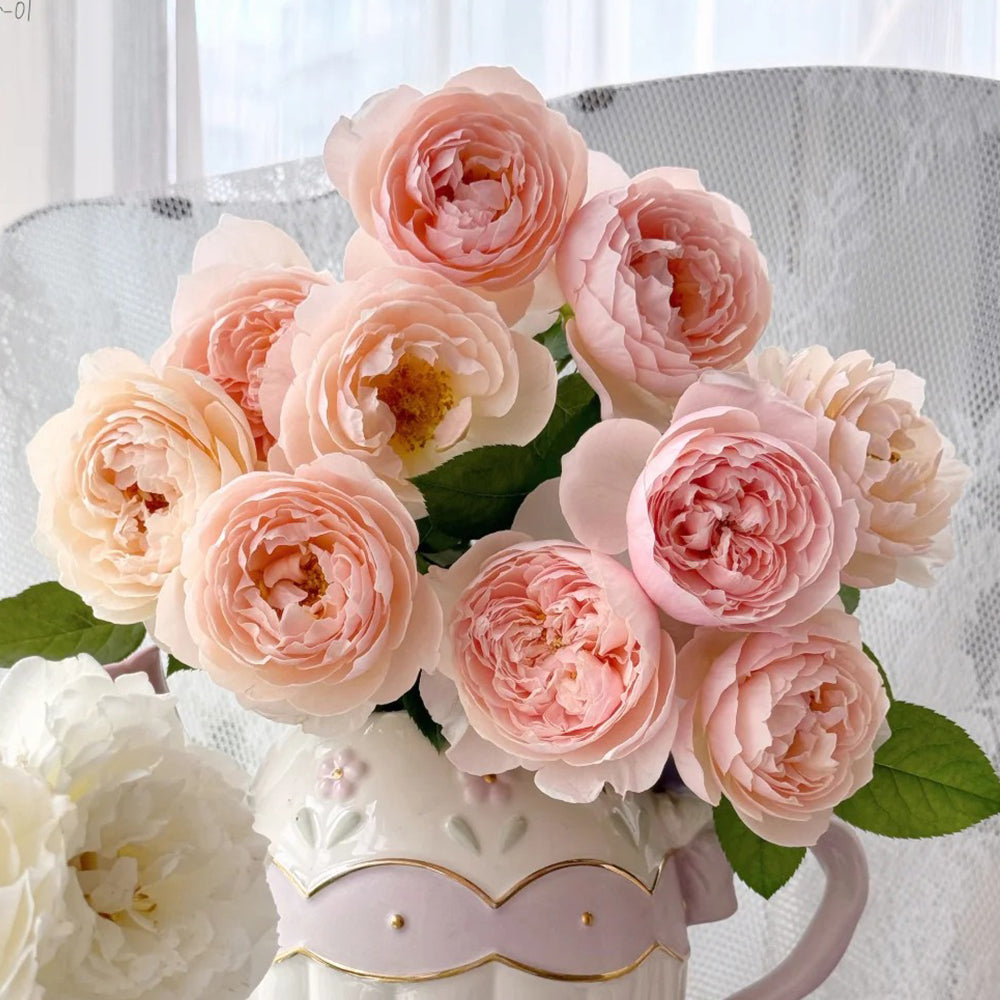 Pink Allure Chinese Florist Shrub Rose