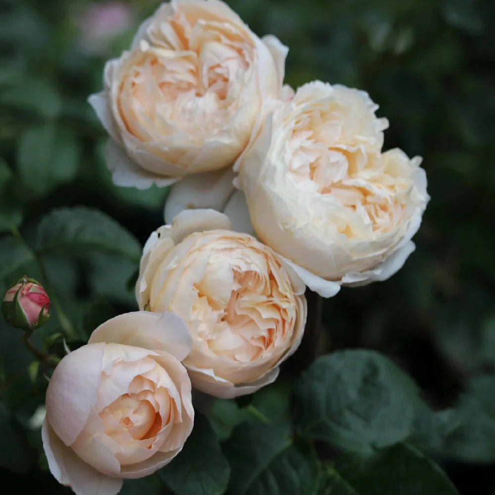 Pink Allure Chinese Florist Shrub Rose