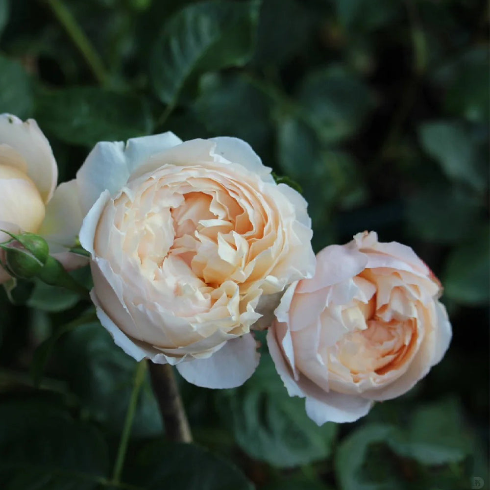 Pink Allure Chinese Florist Shrub Rose