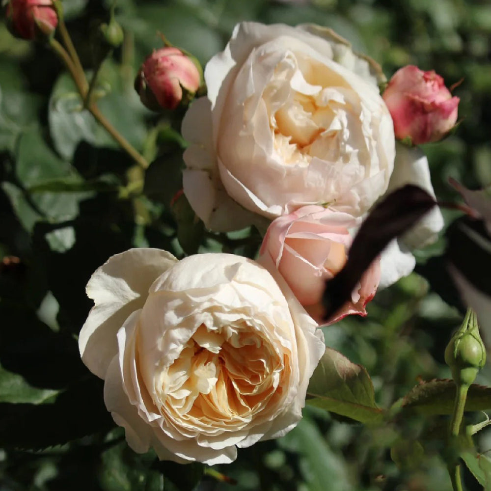 Pink Allure Chinese Florist Shrub Rose