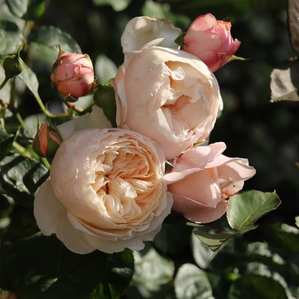 Pink Allure Chinese Florist Shrub Rose