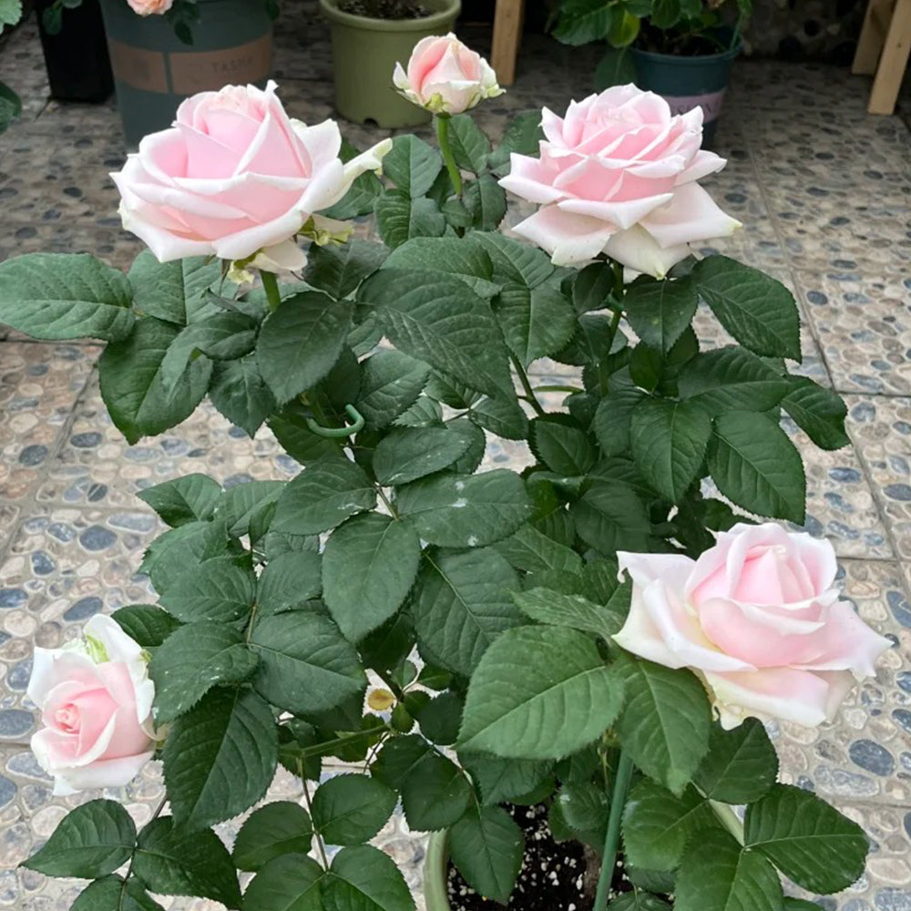 Pink Avalanche Dutch Florist Shrub Rose