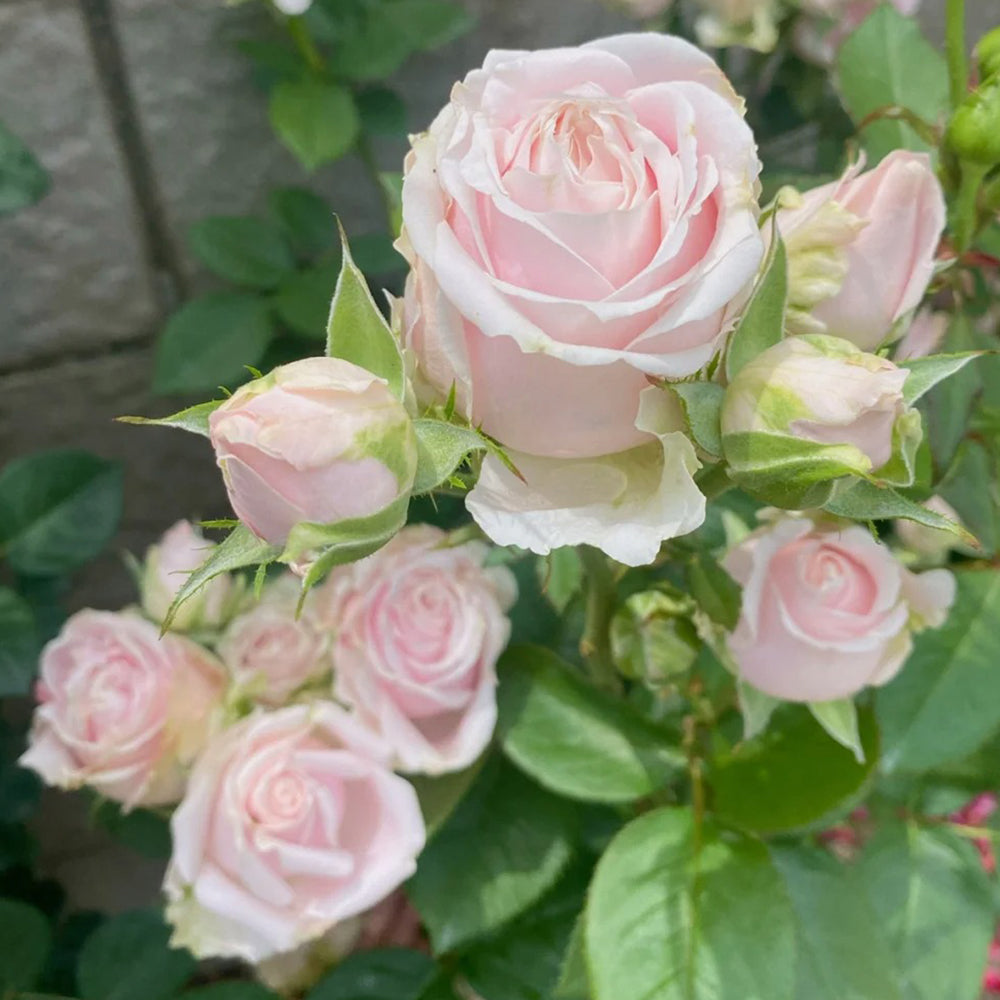 Pink Avalanche Dutch Florist Shrub Rose