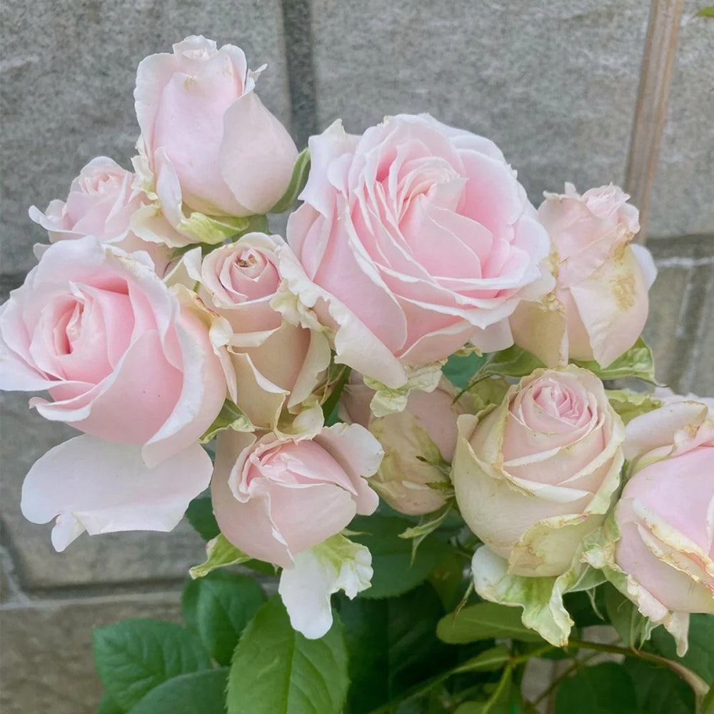 Pink Avalanche Dutch Florist Shrub Rose