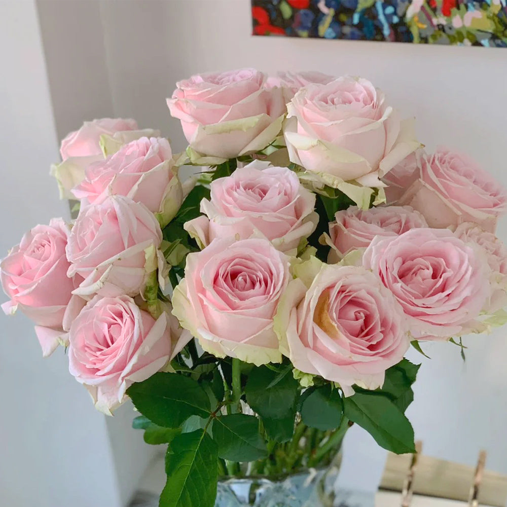 Pink Avalanche Dutch Florist Shrub Rose