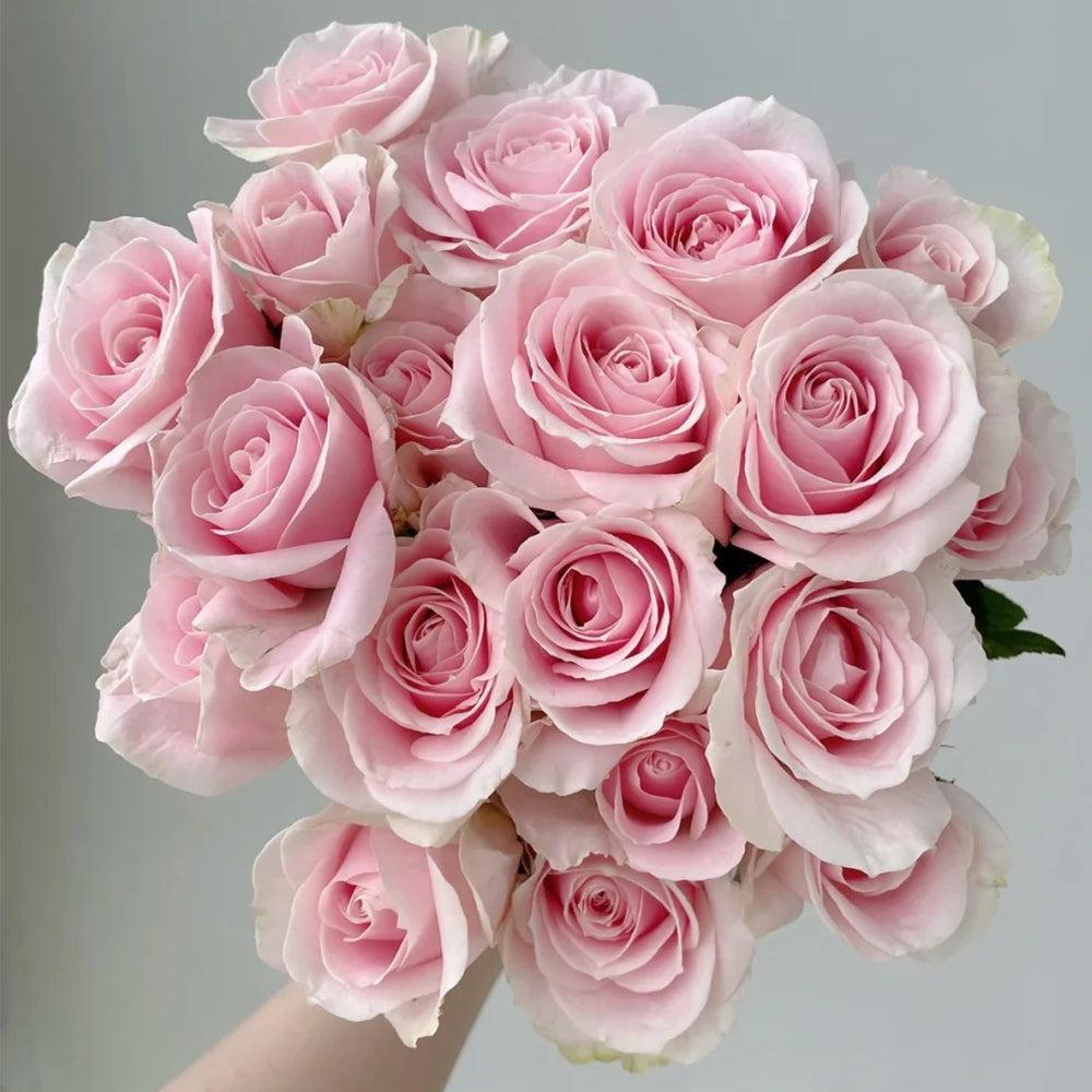 Pink Avalanche Dutch Florist Shrub Rose