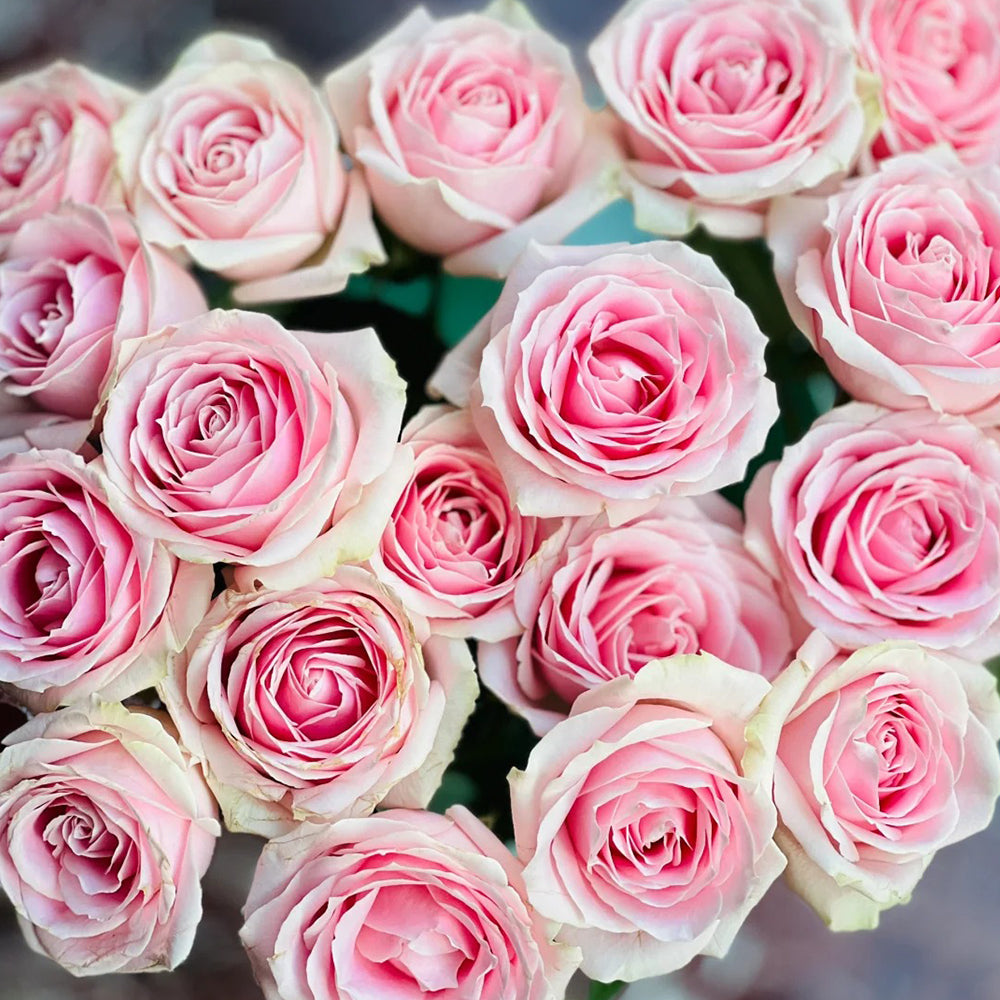 Pink Avalanche Dutch Florist Shrub Rose