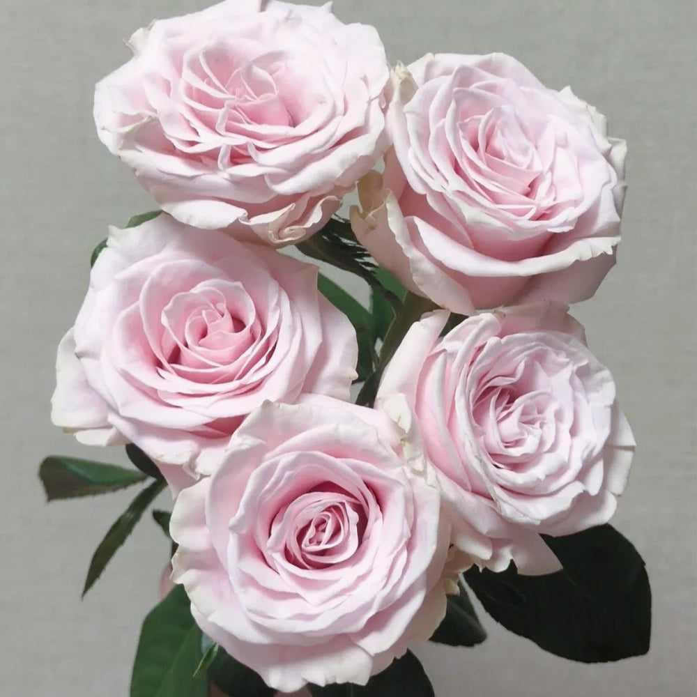 Pink Avalanche Dutch Florist Shrub Rose