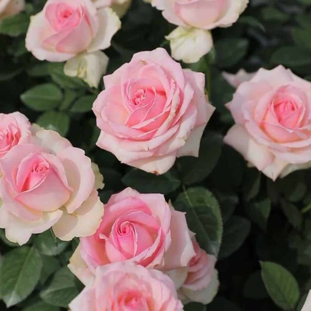 Pink Avalanche Dutch Florist Shrub Rose