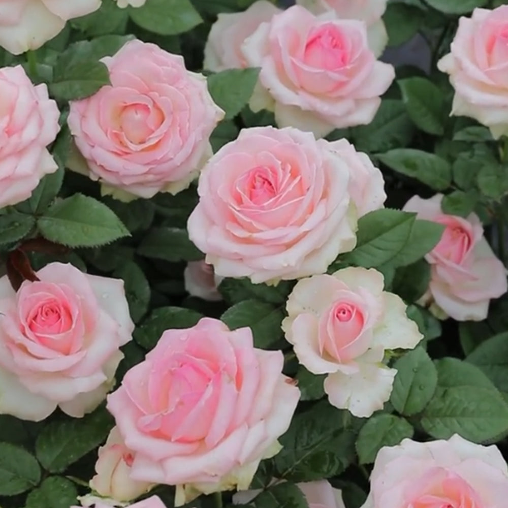 Pink Avalanche Dutch Florist Shrub Rose