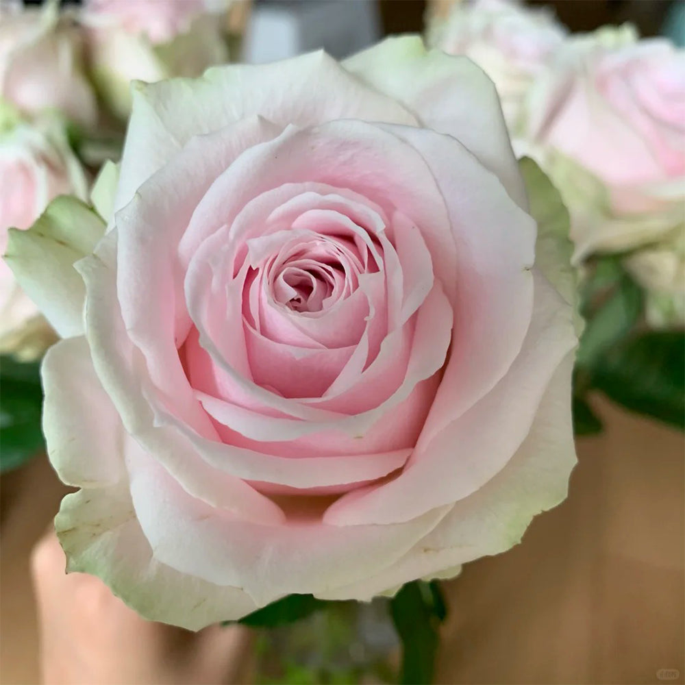 Pink Avalanche Dutch Florist Shrub Rose