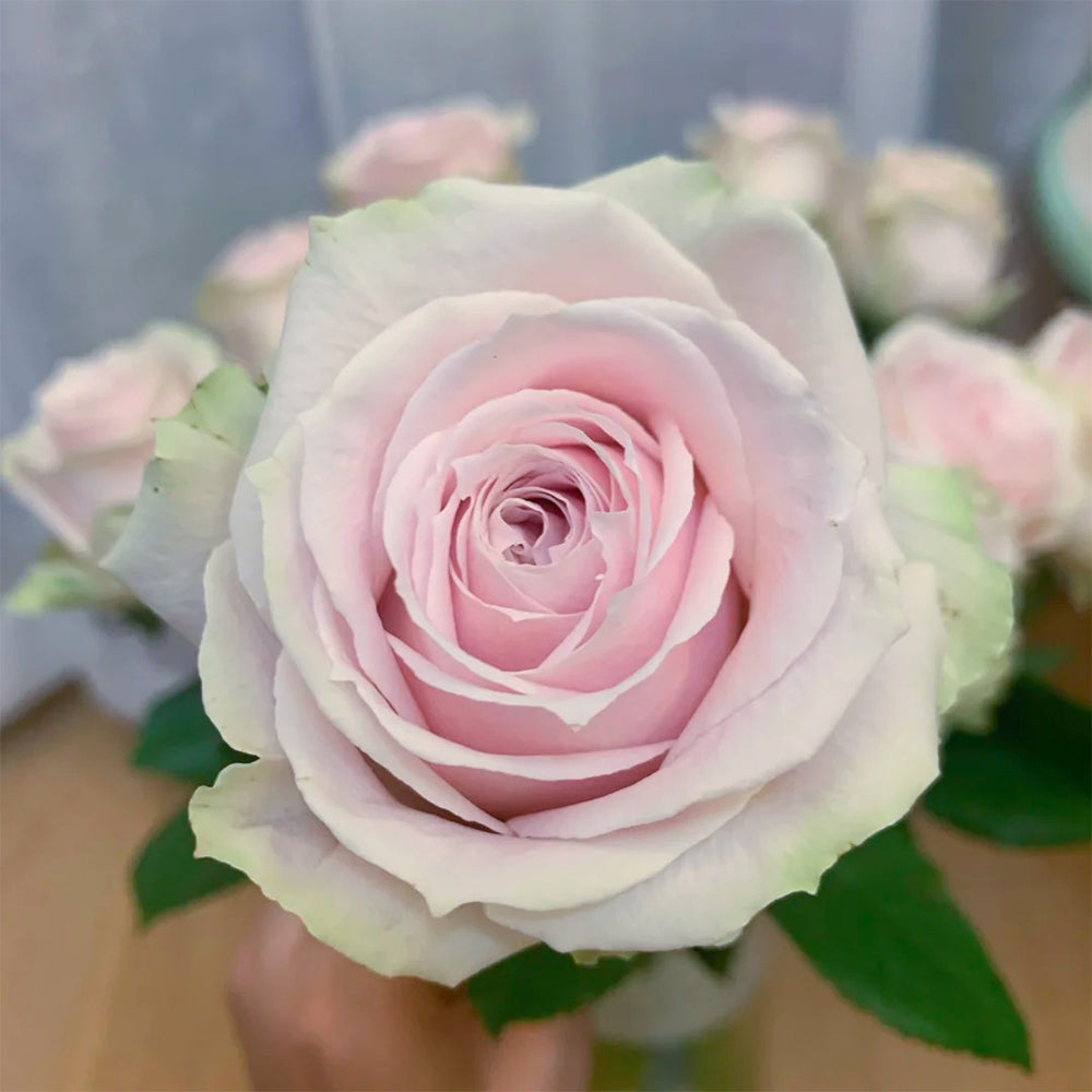 Pink Avalanche Dutch Florist Shrub Rose