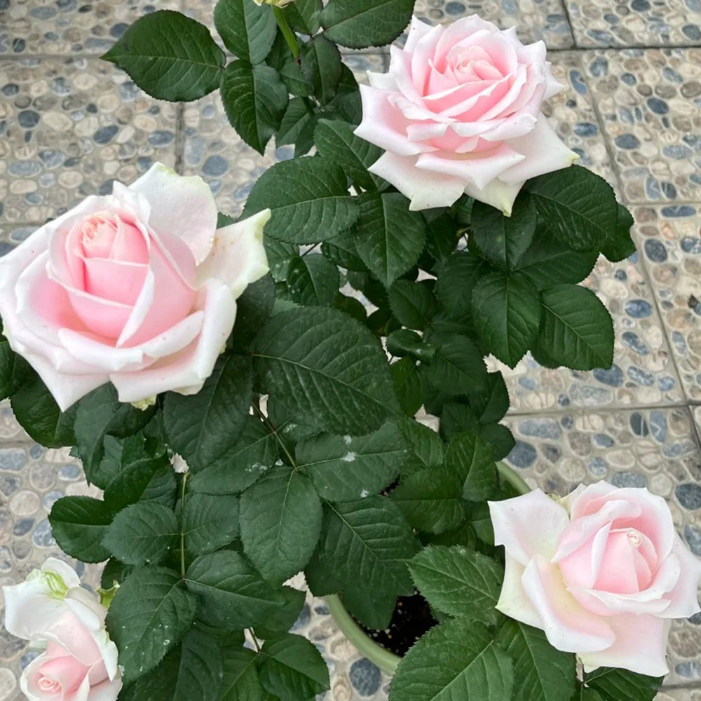 Pink Avalanche Dutch Florist Shrub Rose