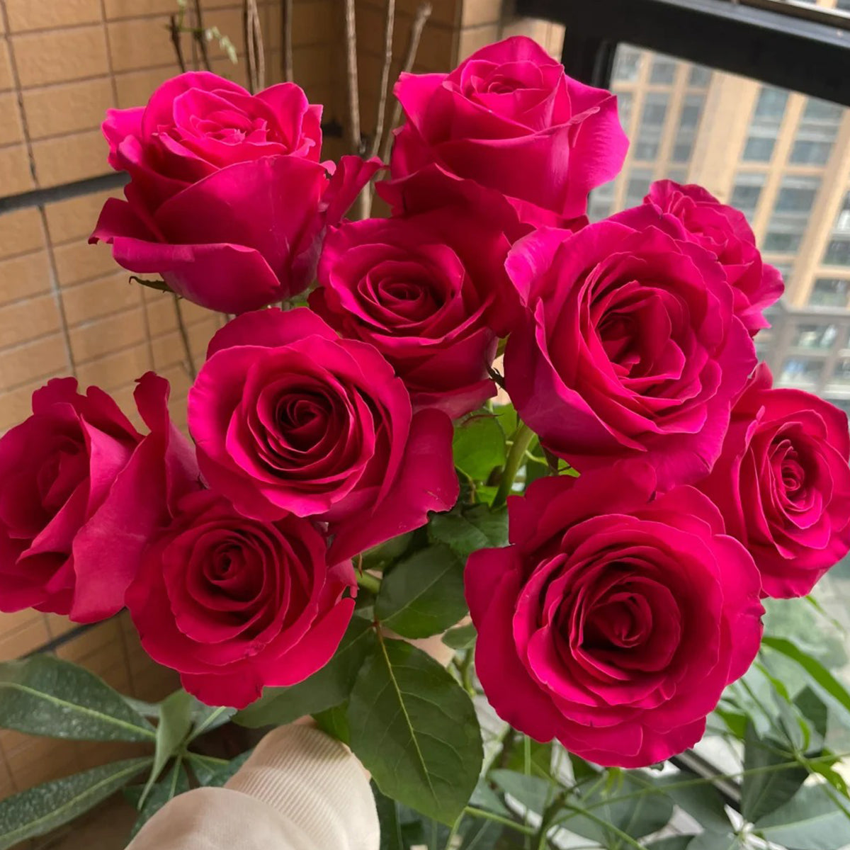 Dutch Florist Shrub Rose Inspired by Pink Floyd