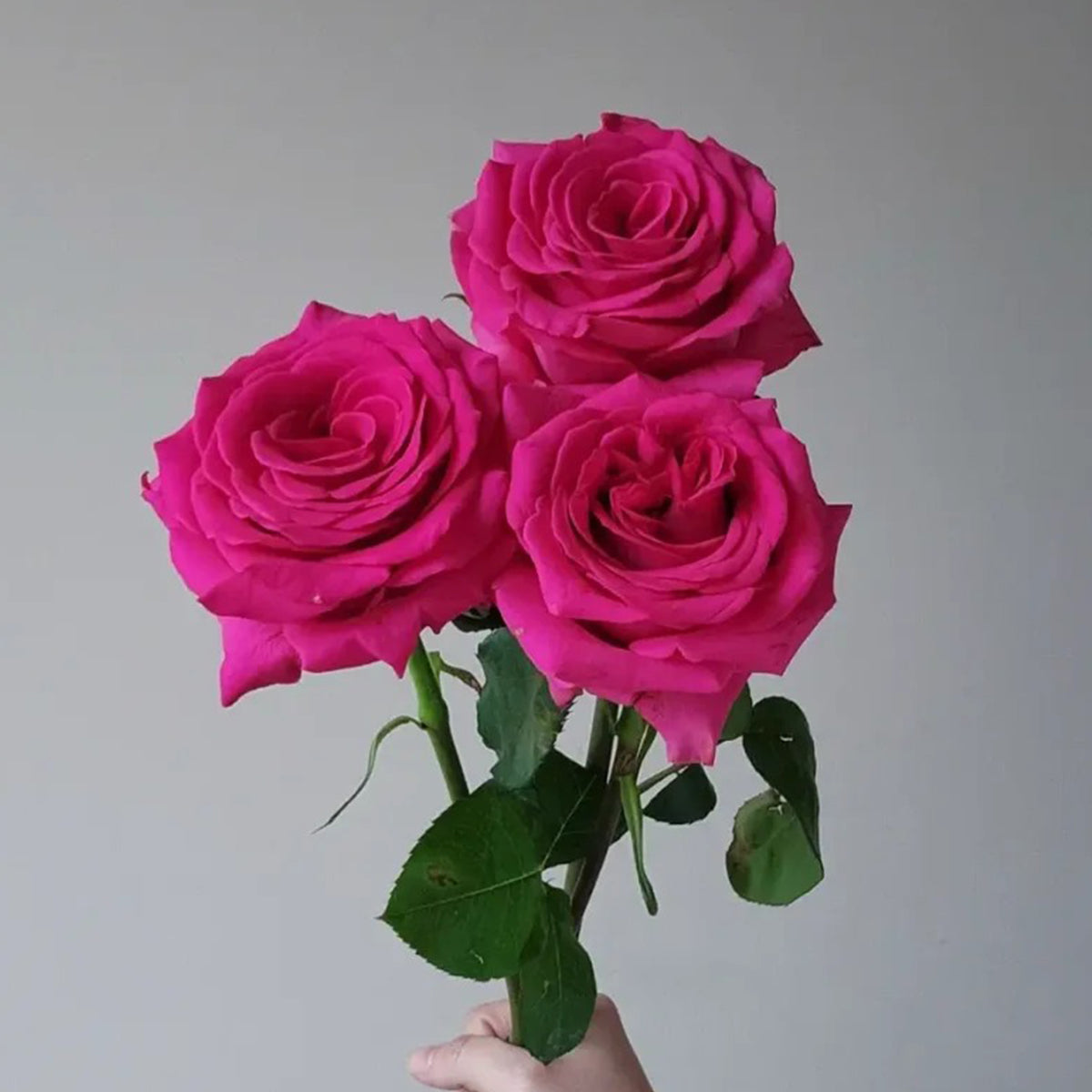 Dutch Florist Shrub Rose Inspired by Pink Floyd