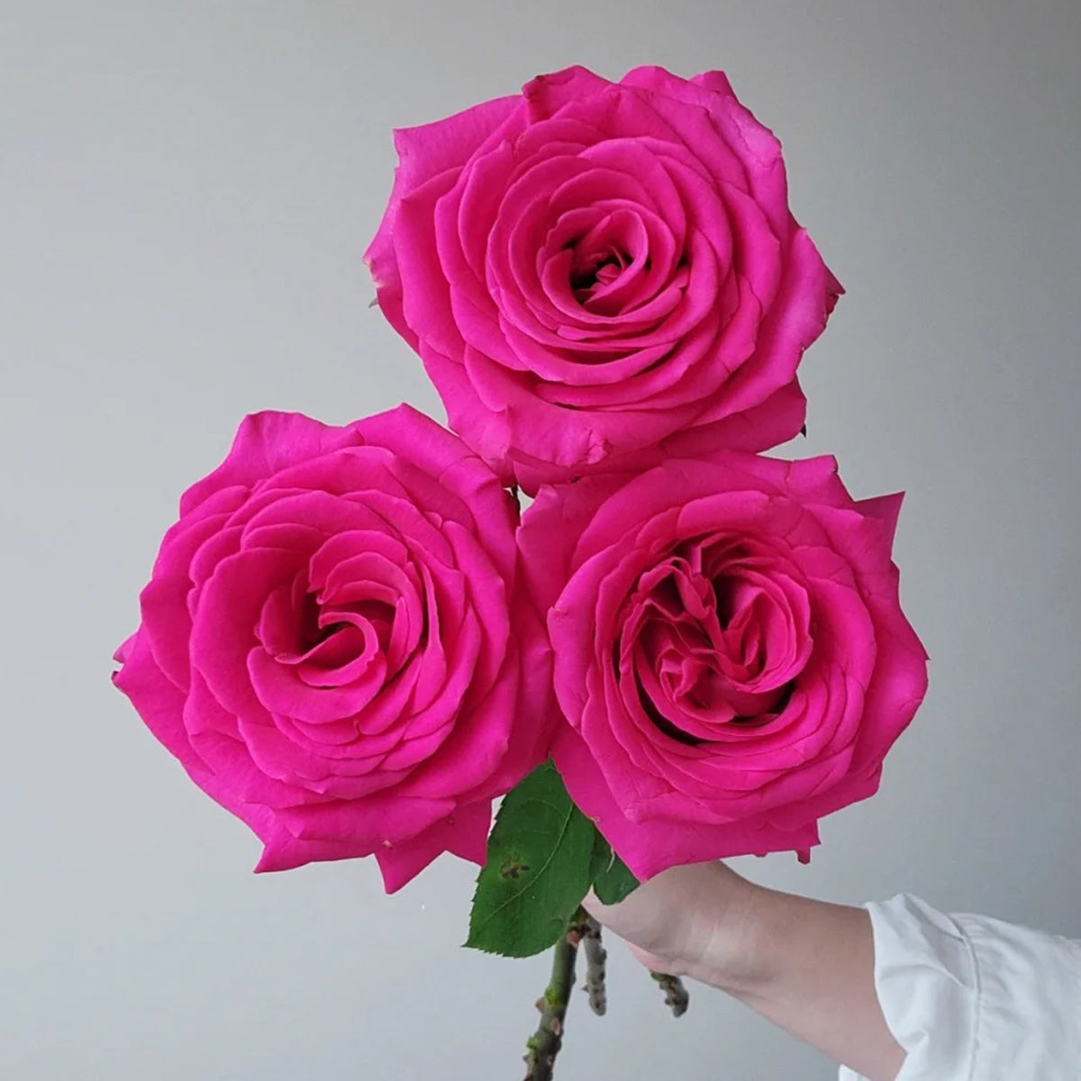 Dutch Florist Shrub Rose Inspired by Pink Floyd