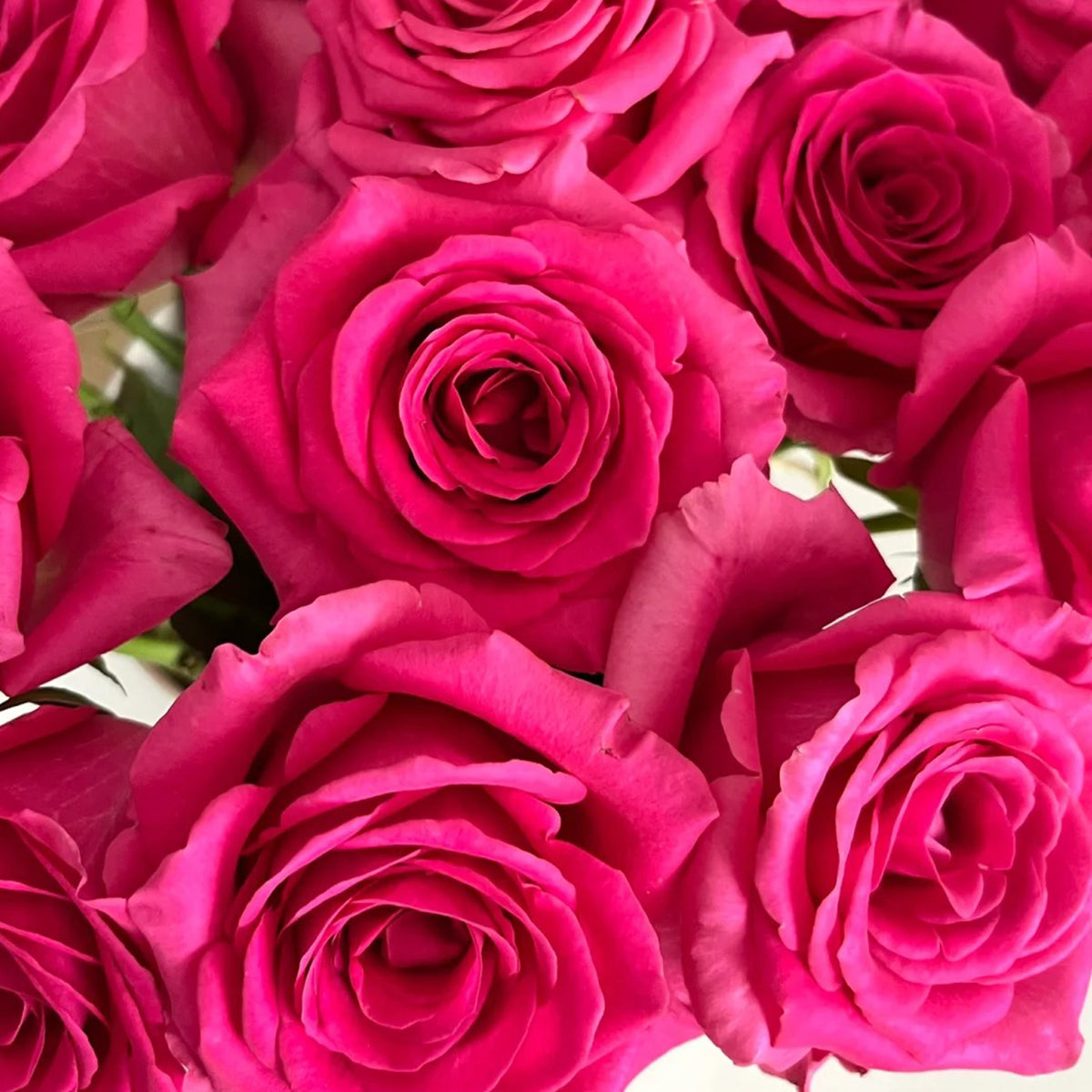 Dutch Florist Shrub Rose Inspired by Pink Floyd